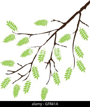 Illustrazione vettoriale di un ramo di albero con foglie di colore verde Illustrazione Vettoriale