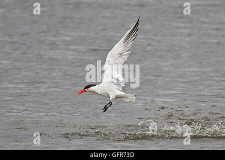 Caspian tern in volo dopo un tuffo con gocce d'acqua intorno ad esso Foto Stock