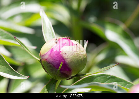 Le formiche arrampicata su bud di Paeonia lactiflora Foto Stock