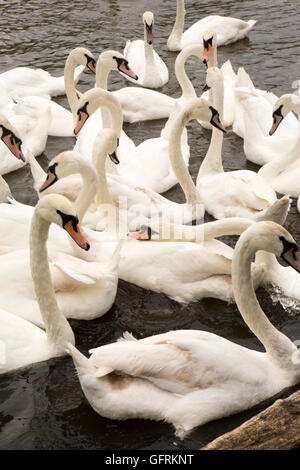 Regno Unito, Inghilterra, Bedfordshire, Bedford, cigni sul Fiume Great Ouse Foto Stock