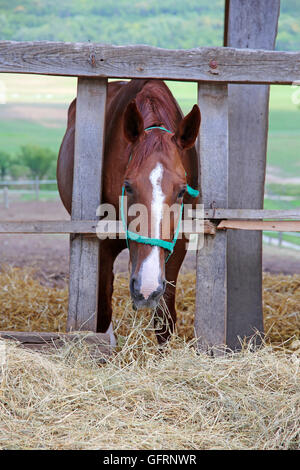 Chesnut cavallo mangia il fieno secco in agriturismo estate Foto Stock