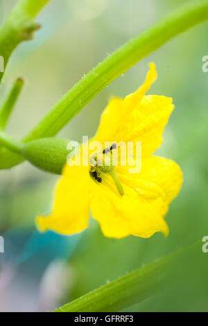 Impollinazione artificiale sul fiore di cetrioli Foto Stock