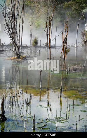 Alberi nel lago geotermica, parco Kuirau, Rotorua, Isola del nord, Nuova Zelanda Foto Stock
