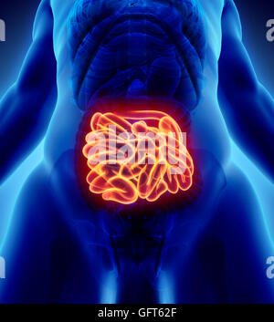 3D illustrazione del piccolo intestino, parte del sistema digestivo. Foto Stock