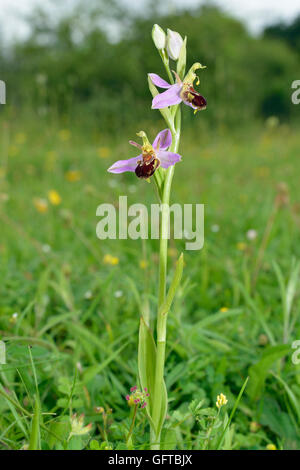 Bee Orchid - Ophrys apifera due fiori su spike Foto Stock