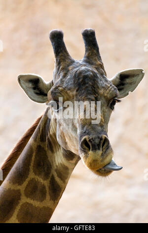 Fare giraffe tappo del timone Foto Stock