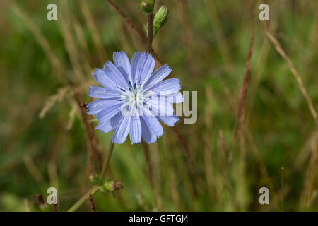 Fiore blu testa di chickory Cichorium intybus selvatici commestibili cibo Costwolds REGNO UNITO Foto Stock