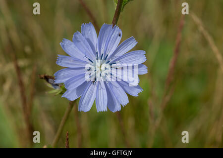 Fiore blu testa di chickory Cichorium intybus selvatici commestibili cibo Costwolds REGNO UNITO Foto Stock