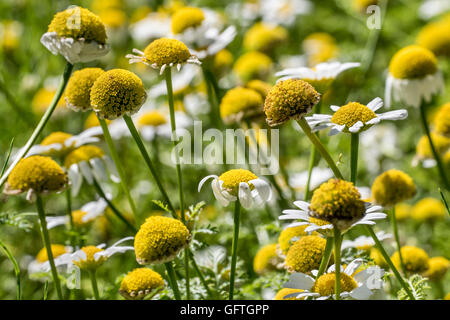 Pellitory / Spagnolo camomilla / Mount Atlas daisy (Anacyclus piretro / Anacyclus officinarum) in fiore Foto Stock