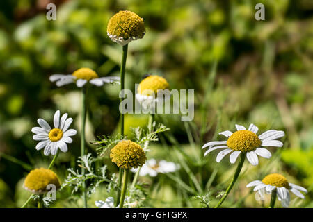 Pellitory / Spagnolo camomilla / Mount Atlas daisy (Anacyclus piretro / Anacyclus officinarum) in fiore Foto Stock