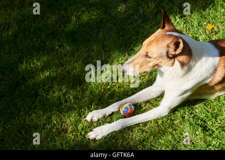 Carino smooth collie cane giocando con una palla sul verde prato, estate Foto Stock