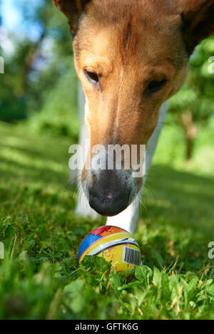 Carino smooth collie cane giocando con una palla sul verde prato, estate Foto Stock