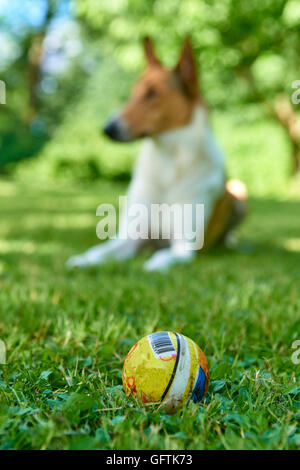 Carino smooth collie cane giocando con una palla sul verde prato, estate Foto Stock