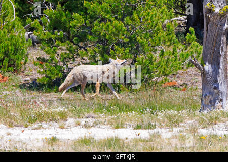 Coyote, Canis latrans nel Parco Nazionale di Yellowstone Foto Stock