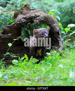 Fisher, Martes pennanti, Foto Stock