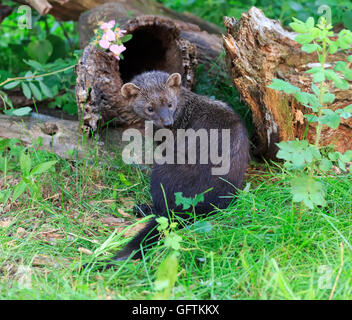 Fisher, Martes pennanti Foto Stock