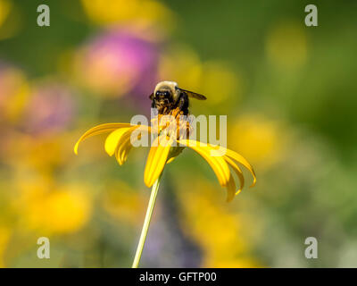 Bumblebee, Bumble Bee, è un membro del genere bee Bombus, nella famiglia Apidae Foto Stock