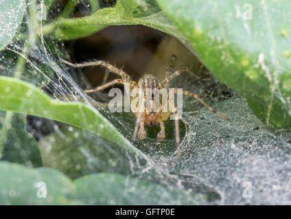 Imbuto Weaver Spider in attesa nel web per preda Foto Stock