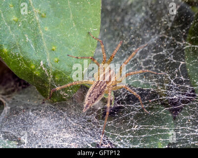 Imbuto Weaver Spider in attesa nel web per preda Foto Stock