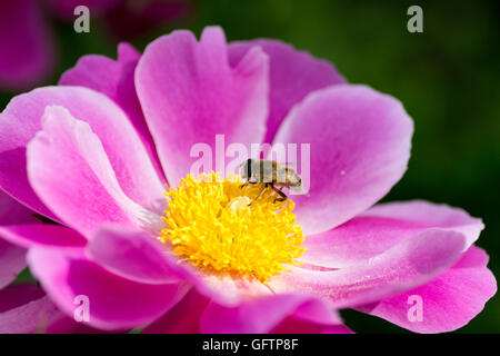 Hoverfly su viola Paeonia lactiflora Foto Stock