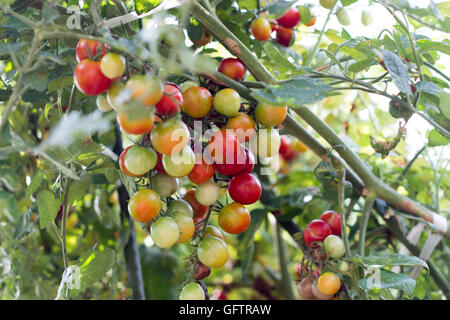 Grappolo di pomodori ciliegia crescente in azienda Foto Stock