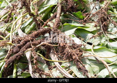 Rhizobium noto anche come una radice noodle batteri, esterni Foto Stock