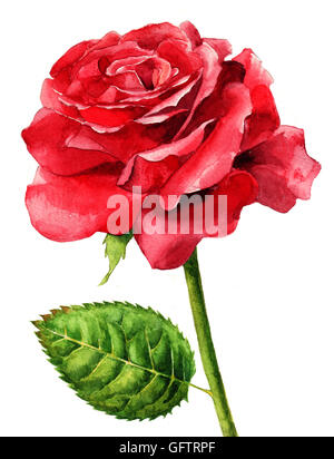 Dipinto a mano singola rosa blu isolato su uno sfondo bianco. Dipinto con  acquerelli Foto stock - Alamy