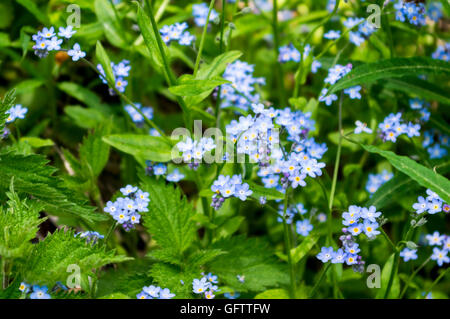 Dimenticare-me-non (Myosotis) fiori in Svizzera. Foto Stock