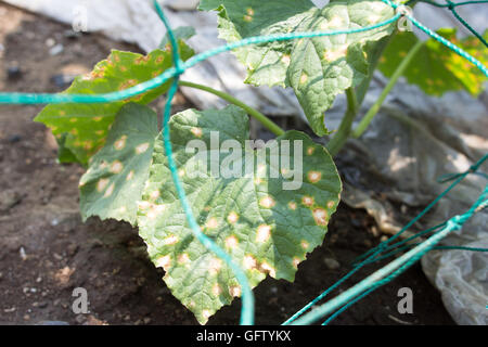 Peronospora sulla foglia di cetrioli Foto Stock