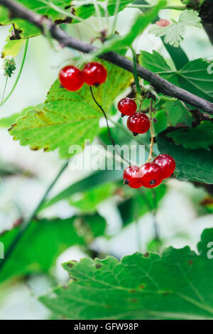 Ribes rosso cresce su una boccola di foglie di sfondo. Foto Stock