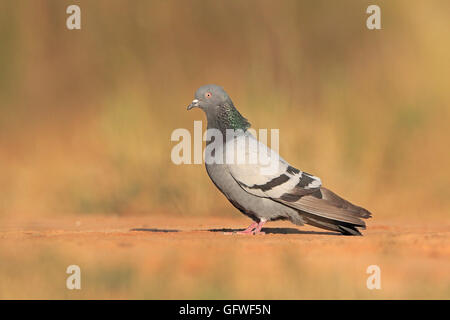 Colomba di roccia in Early Morning Light Foto Stock