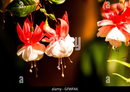 Fiori in colori beatuful chiudere fino a Singapore 2016 vista aerea Foto Stock