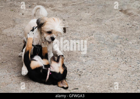 Due cani combattere su una strada Foto Stock