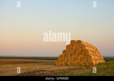 Balle di fieno arrotolato in pile sul campo Foto Stock