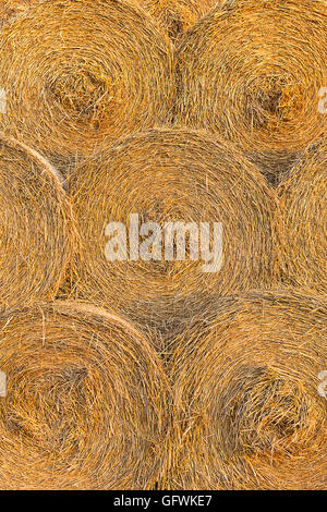 Balle di fieno arrotolato in pile. Rotoli di grano in erba. Balle di paglia. Foto Stock