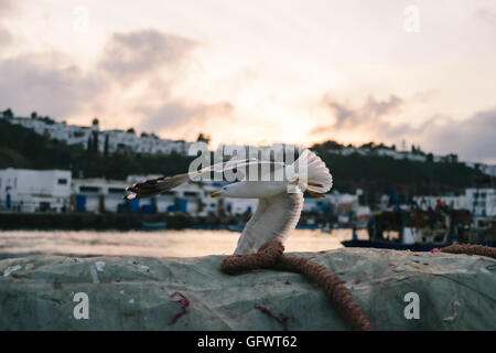 Seagull decollare da una rugiada, M'Diq, Marocco Foto Stock