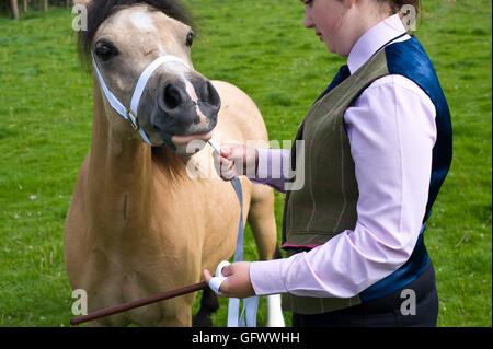 A giudicare di Welsh pony di montagna a Gwenddwr Show, Gwenddwr, vicino a Builth Wells, Powys, Wales, Regno Unito Foto Stock