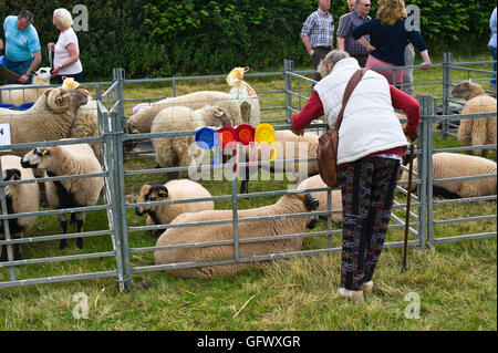 Vincitore del premio alla pecora Gwenddwr Show, Gwenddwr, vicino a Builth Wells, Powys, Wales, Regno Unito Foto Stock