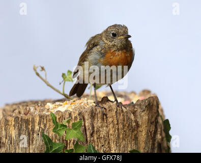 Close up di un bambino Robin su un tronco di albero Foto Stock
