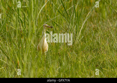 Una Sgarza ciuffetto (Ardeola ralloides) in cerca di cibo attraverso le alte erbe di una palude nel delta del Llobregat. Foto Stock