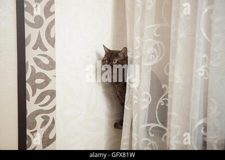 Piccolo grigio a strisce e curiosamente cercando cat isolati su sfondo bianco Foto Stock