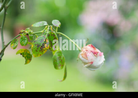 Diplocarpon rosae. Punto nero rosa (malattia fungina) sulle foglie Foto Stock