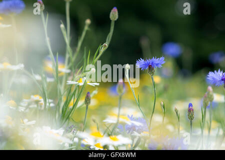 Centaurea cyanus. Fiordaliso prato di fiori selvaggi in un giardino inglese Foto Stock