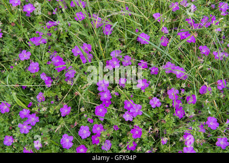 Geranium sanguineum. Bloody cranesbill fiori nelle dune di sabbia lungo il litorale di Northumberland. Regno Unito Foto Stock