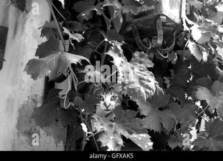 Il gatto selvatico seduto tra vitigni Monpazier in Dordogne regioni della Francia Foto Stock