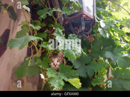 Il gatto selvatico seduto tra vitigni Monpazier in Dordogne regioni della Francia Foto Stock