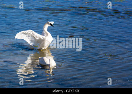 Due trumpeter swans nuotare nel fiume Yellowstone nel Parco Nazionale di Yellowstone Foto Stock