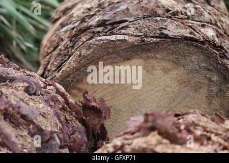 Tagliare il tronco. Tagliare, rimossi i pezzi di Palm tree trunk in strada. Foto Stock