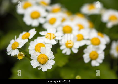 Matricale (Tanacetum parthenium). Massa del bianco e del giallo dei fiori di tradizionali erbe medicinali in famiglia a margherita (Asteraceae) Foto Stock