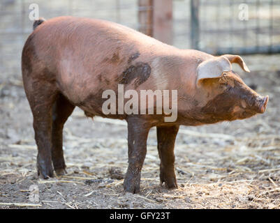 Graticcio rosso hog (Sus scrofa domesticus) in piedi nel maiale sty. Foto Stock